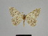  ( - SE MNC Lep 00954)  @11 [ ] Copyright (2011) Sven Erlacher Museum of Natural History Chemnitz
