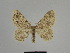  ( - SE MNC Lep 00955)  @12 [ ] Copyright (2011) Sven Erlacher Museum of Natural History Chemnitz