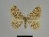  ( - SE MNC Lep 00956)  @14 [ ] Copyright (2011) Sven Erlacher Museum of Natural History Chemnitz