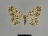  ( - SE MNC Lep 00959)  @13 [ ] Copyright (2011) Sven Erlacher Museum of Natural History Chemnitz