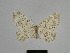  ( - SE MNC Lep 00960)  @14 [ ] Copyright (2011) Sven Erlacher Museum of Natural History Chemnitz
