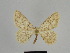  ( - SE MNC Lep 00961)  @14 [ ] Copyright (2011) Sven Erlacher Museum of Natural History Chemnitz