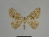  ( - SE MNC Lep 00966)  @11 [ ] Copyright (2011) Sven Erlacher Museum of Natural History Chemnitz