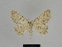  ( - SE MNC Lep 00968)  @11 [ ] Copyright (2011) Sven Erlacher Museum of Natural History Chemnitz
