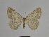  ( - SE MNC Lep 00979)  @13 [ ] Copyright (2011) Sven Erlacher Museum of Natural History Chemnitz
