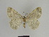  ( - SE MNC Lep 00979)  @13 [ ] Copyright (2011) Sven Erlacher Museum of Natural History Chemnitz