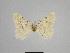  ( - SE MNC Lep 00995)  @11 [ ] Copyright (2011) Sven Erlacher Museum of Natural History Chemnitz