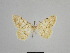  ( - SE MNC Lep 00996)  @11 [ ] Copyright (2011) Sven Erlacher Museum of Natural History Chemnitz