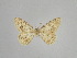  ( - SE MNC Lep 00997)  @12 [ ] Copyright (2011) Sven Erlacher Museum of Natural History Chemnitz