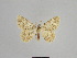 ( - SE MNC Lep 00998)  @11 [ ] Copyright (2011) Sven Erlacher Museum of Natural History Chemnitz