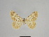  ( - SE MNC Lep 00999)  @12 [ ] Copyright (2011) Sven Erlacher Museum of Natural History Chemnitz