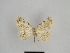  ( - SE MNC Lep 01017)  @14 [ ] Copyright (2011) Sven Erlacher Museum of Natural History Chemnitz
