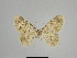  ( - SE MNC Lep 01018)  @13 [ ] Copyright (2011) Sven Erlacher Museum of Natural History Chemnitz