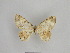  ( - SE MNC Lep 01021)  @12 [ ] Copyright (2011) Sven Erlacher Museum of Natural History Chemnitz