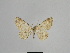  ( - SE MNC Lep 01022)  @12 [ ] Copyright (2011) Sven Erlacher Museum of Natural History Chemnitz