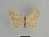  ( - SE MNC Lep 01046)  @11 [ ] Copyright (2011) Sven Erlacher Museum of Natural History Chemnitz
