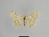  ( - SE MNC Lep 01047)  @11 [ ] Copyright (2011) Sven Erlacher Museum of Natural History Chemnitz