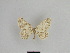  ( - SE MNC Lep 01054)  @11 [ ] Copyright (2011) Sven Erlacher Museum of Natural History Chemnitz