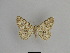  ( - SE MNC Lep 01057)  @12 [ ] Copyright (2011) Sven Erlacher Museum of Natural History Chemnitz