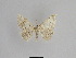  ( - SE MNC Lep 01066)  @11 [ ] Copyright (2011) Sven Erlacher Museum of Natural History Chemnitz