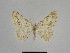  ( - SE MNC Lep 01075)  @11 [ ] Copyright (2011) Sven Erlacher Museum of Natural History Chemnitz