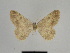  ( - SE MNC Lep 01076)  @11 [ ] Copyright (2011) Sven Erlacher Museum of Natural History Chemnitz