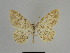  ( - SE MNC Lep 01080)  @11 [ ] Copyright (2011) Sven Erlacher Museum of Natural History Chemnitz
