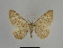  ( - SE MNC Lep 01081)  @11 [ ] Copyright (2011) Sven Erlacher Museum of Natural History Chemnitz