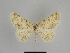  ( - SE MNC Lep 01084)  @11 [ ] Copyright (2011) Sven Erlacher Museum of Natural History Chemnitz