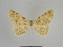 ( - SE MNC Lep 01085)  @11 [ ] Copyright (2011) Sven Erlacher Museum of Natural History Chemnitz