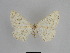  ( - SE MNC Lep 01088)  @12 [ ] Copyright (2011) Sven Erlacher Museum of Natural History Chemnitz