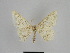  ( - SE MNC Lep 01089)  @13 [ ] Copyright (2011) Sven Erlacher Museum of Natural History Chemnitz