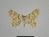  ( - SE MNC Lep 01100)  @13 [ ] Copyright (2011) Sven Erlacher Museum of Natural History Chemnitz