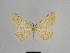  ( - SE MNC Lep 01105)  @12 [ ] Copyright (2011) Sven Erlacher Museum of Natural History Chemnitz