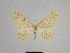  ( - SE MNC Lep 01106)  @13 [ ] Copyright (2011) Sven Erlacher Museum of Natural History Chemnitz