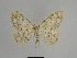  ( - SE MNC Lep 01120)  @14 [ ] Copyright (2011) Sven Erlacher Museum of Natural History Chemnitz