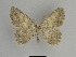  ( - SE MNC Lep 01129)  @11 [ ] Copyright (2011) Sven Erlacher Museum of Natural History Chemnitz