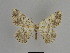  ( - SE MNC Lep 01130)  @11 [ ] Copyright (2011) Sven Erlacher Museum of Natural History Chemnitz