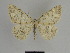  ( - SE MNC Lep 01132)  @12 [ ] Copyright (2011) Sven Erlacher Museum of Natural History Chemnitz