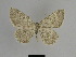  ( - SE MNC Lep 01133)  @13 [ ] Copyright (2011) Sven Erlacher Museum of Natural History Chemnitz