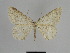  ( - SE MNC Lep 01134)  @13 [ ] Copyright (2011) Sven Erlacher Museum of Natural History Chemnitz