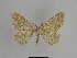  ( - SE MNC Lep 01135)  @12 [ ] Copyright (2011) Sven Erlacher Museum of Natural History Chemnitz
