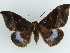  ( - BC ZSM Lep 38153)  @11 [ ] CreativeCommons - Attribution Non-Commercial Share-Alike (2011) Axel Hausmann/Bavarian State Collection of Zoology (ZSM) SNSB, Zoologische Staatssammlung Muenchen