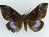  ( - BC ZSM Lep 38154)  @13 [ ] CreativeCommons - Attribution Non-Commercial Share-Alike (2011) Axel Hausmann/Bavarian State Collection of Zoology (ZSM) SNSB, Zoologische Staatssammlung Muenchen
