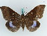  ( - BC ZSM Lep 38155)  @11 [ ] CreativeCommons - Attribution Non-Commercial Share-Alike (2011) Axel Hausmann/Bavarian State Collection of Zoology (ZSM) SNSB, Zoologische Staatssammlung Muenchen