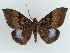  ( - BC ZSM Lep 38156)  @11 [ ] CreativeCommons - Attribution Non-Commercial Share-Alike (2011) Axel Hausmann/Bavarian State Collection of Zoology (ZSM) SNSB, Zoologische Staatssammlung Muenchen