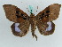  ( - BC ZSM Lep 38161)  @11 [ ] CreativeCommons - Attribution Non-Commercial Share-Alike (2011) Axel Hausmann/Bavarian State Collection of Zoology (ZSM) SNSB, Zoologische Staatssammlung Muenchen