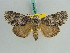  ( - BC ZSM Lep 38164)  @11 [ ] CreativeCommons - Attribution Non-Commercial Share-Alike (2011) Axel Hausmann/Bavarian State Collection of Zoology (ZSM) SNSB, Zoologische Staatssammlung Muenchen