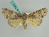  ( - BC ZSM Lep 38165)  @11 [ ] CreativeCommons - Attribution Non-Commercial Share-Alike (2011) Axel Hausmann/Bavarian State Collection of Zoology (ZSM) SNSB, Zoologische Staatssammlung Muenchen