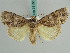  ( - BC ZSM Lep 38166)  @11 [ ] CreativeCommons - Attribution Non-Commercial Share-Alike (2011) Axel Hausmann/Bavarian State Collection of Zoology (ZSM) SNSB, Zoologische Staatssammlung Muenchen